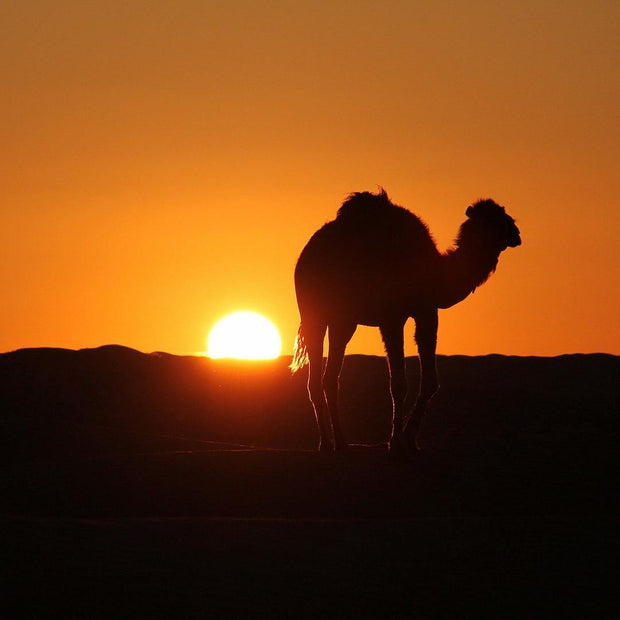 Participation au Loto - Voyage en Tunisie